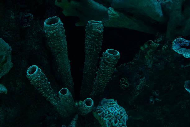 istock dark coral reef formation on the ocean floor 1344095306