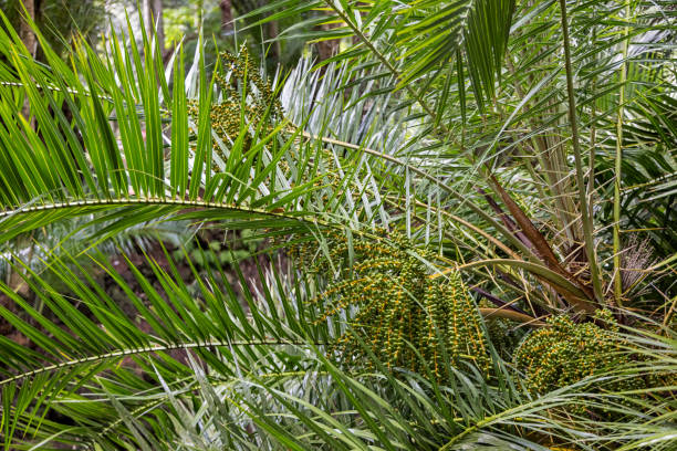 istock Lush foliage of a Canarian palm tree 1344095433
