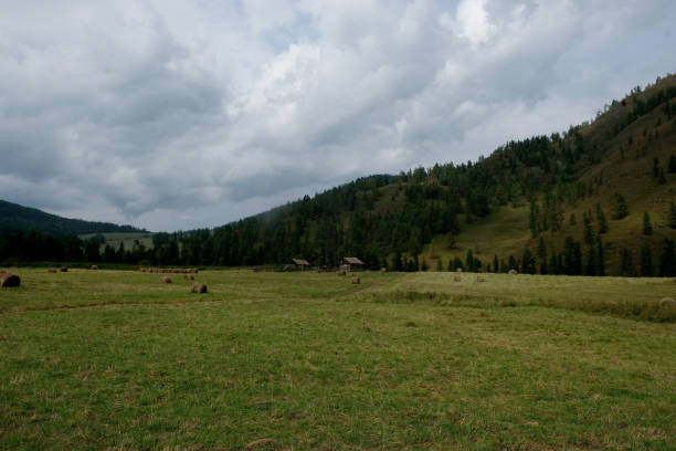 istock Rolled hay on the mown field in Altai mountains 1344097872
