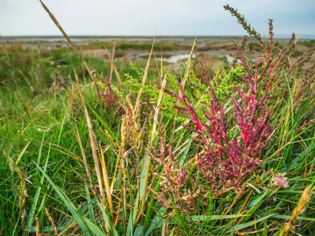 Ligustrum vulgare gemeiner Liguster north sea beach stock photo