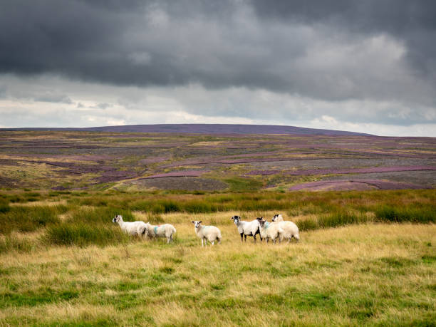 On the top of Stanage Edge, Peak District, England, sheep roam the grassy moorlands beneath an overcast sky, while the wind and rain ensues.