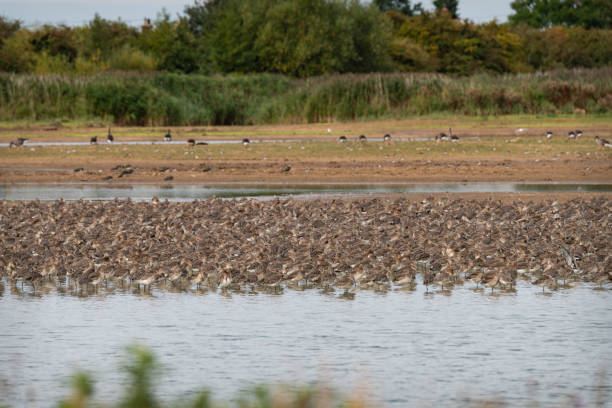 istock Wading birds at Frampton Marsh Nature Reserve, Lincolnshire, England 1344099342