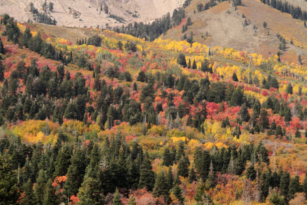 istock Fall color Utah Wasatch Mountains Rocky Mountains Colorful Aspen Trees 1344099489