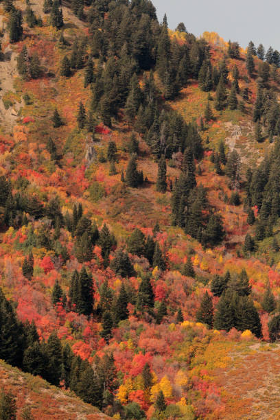 istock Fall color Utah Wasatch Mountains Rocky Mountains Colorful Aspens 1344099491