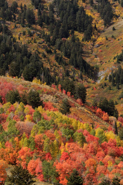 istock Fall color Utah Wasatch Mountains Rocky Mountains Colorful Aspens 1344099499