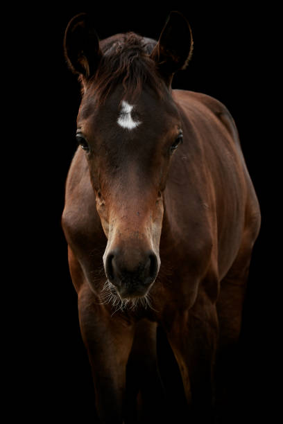 istock Brown horse foal isolated on black background. 1344099541