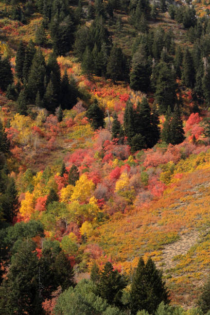 istock Fall color Utah Wasatch Mountains Rocky Mountains Colorful Aspen Trees 1344099564
