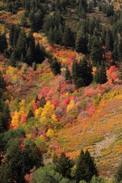Fall color Utah Wasatch Mountains Rocky Mountains Colorful Aspen Trees stock photo