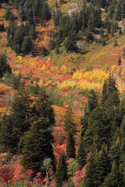 istock Fall color Utah Wasatch Mountains Rocky Mountains Colorful Aspen Trees 1344099565