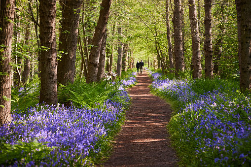 Bluebells in a forest on an early morning. The flowers are blossoming on the ground of the forest and the sun shines through the trees. There is a foot path going through the scene and there is a couple walking it.