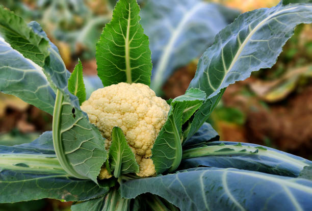 close-up of cauliflower plant outdoor in the sunny vegetable garden, cauliflower in the garden, cauliflower leaves. stock photo