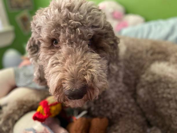 istock Labradoodle on a Bed in Green Room 1344099875