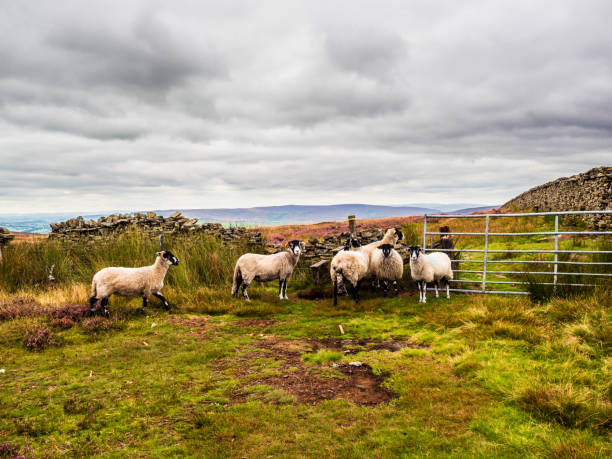 Idyllic scene showing a flock of sheep grazing amongst heather in the English countryside of the North York Moors National Park.
