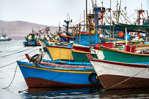 Pelican on a wooden boat in the Pacific Ocean at Paracas in Peru