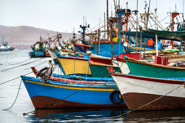 pelikan na drewnianej łodzi w paracas w peru - ice fishing zdjęcia i obrazy z banku zdjęć