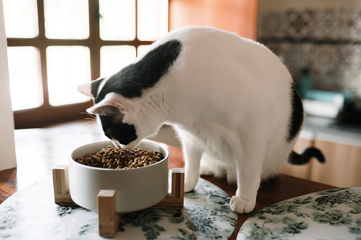 A cat eating dry cat food from a bowl