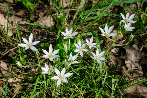 Many delicate small white flowers of Ornithogalum umbellatum plant commonly known as the garden star-of-Bethlehem, grass lily, nap-at-noon, or eleven-o'clock lady in a garden in a sunny spring day muchas delicadas flores blancas pequeñas de la planta ornithogalum umbellatum comúnmente conocida como la estrella de belén del jardín, el lirio de hierba, la siesta al mediodía o la dama de las once en punto en un jardín en un soleado día de primav