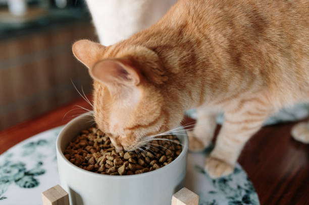 istock Cat eating cat food 1344102436