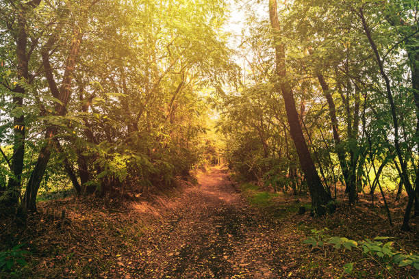 istock Country road at sunset 1344102591