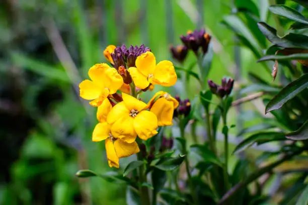 Small orange and red blooms and flowers of wallflower or Erysimum cheiri plant and green leaves in a garden in a sunny spring day, beautiful outdoor floral background photographed with soft focus