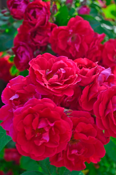 istock roses in your own garden. 1344103442