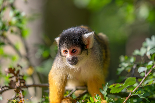 Close Up Of A Cute Black-Capped Squirrel Monkey In A Tree