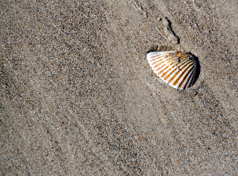 A bivalve shell on the sand, washed ashore by a storm in Island Beach State Park