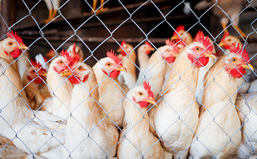 There are many pets in a cage looking attentively to the side, hens and roosters close-up on a poultry farm with a platform for walking in the fresh air