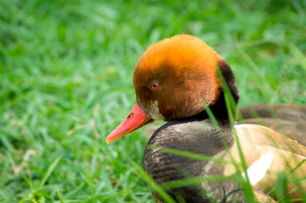 istock male red-crested pochard duck 1344104821