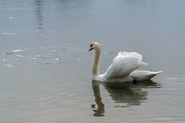 White swan swimming in a lake