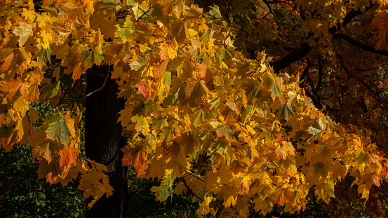 Yellow maple tree leaves in autumn light with blur red background. Selective focus High quality photo