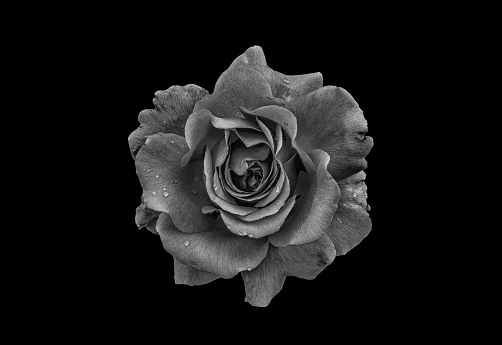 monochrome low key macro of a gray rose blossom on black background with rain droplets