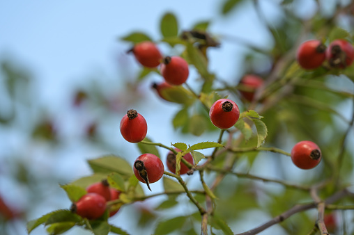 rose hips on a dog rose bush (rose canina) in a natural garden against a blue sky, copy space, selected focus, narrow depth of field