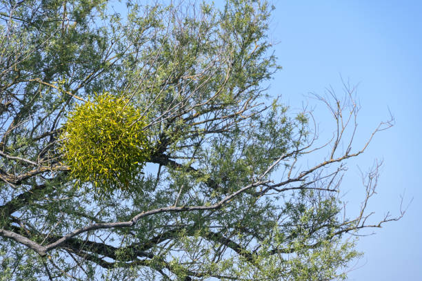 mistletoe (viscum album) growing in an old willow tree, an evergreen parasitic plant, said to have mythical effects, blue sky, copy space - european mistletoe imagens e fotografias de stock