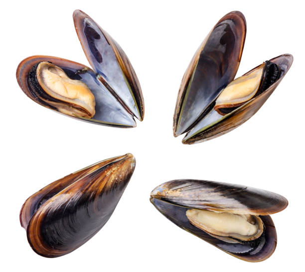istock Set of mussels in shells on a white background. Isolated 1344107555