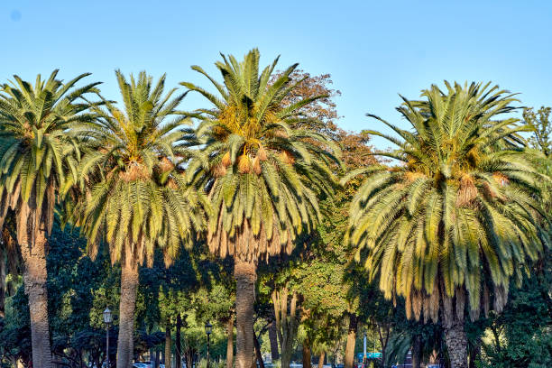 istock Palm trees shown from below with blue sky in the background. horizontal 1344107657