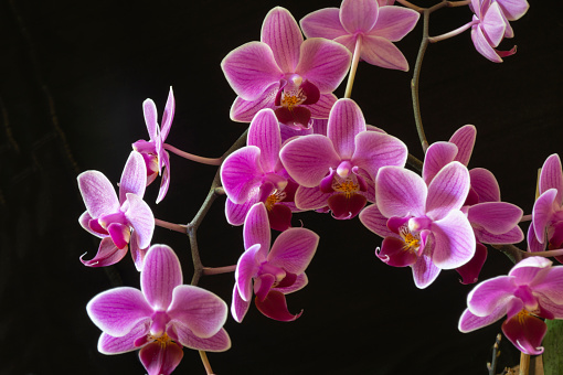 A branch with orchid flowers on a black background. Beautiful natural background in spring