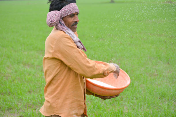 istock Indian farmer spreading fertilizer in the wheat field 1344108763