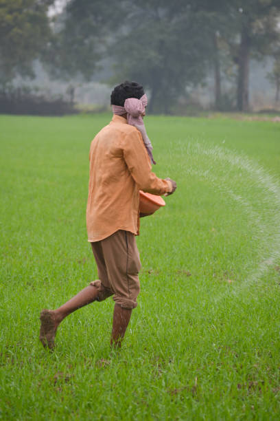 istock Indian farmer spreading fertilizer in the wheat field 1344109647