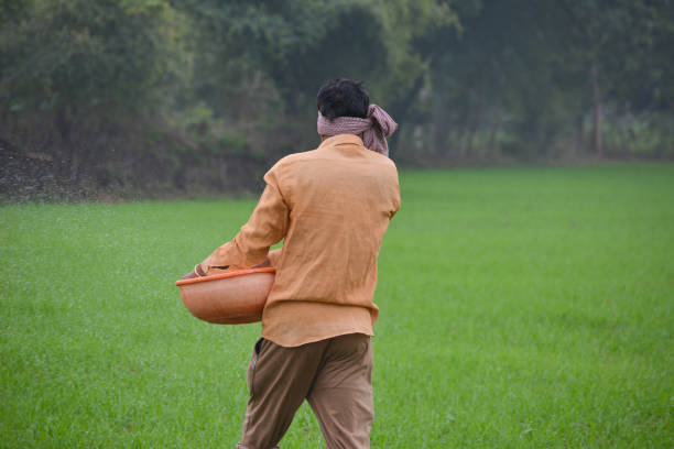 istock Indian farmer spreading fertilizer in the wheat field 1344109955