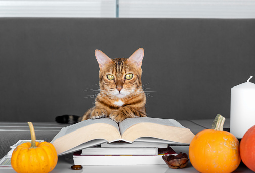 A stack of books, a candle, orange pumpkins and a pet cat.