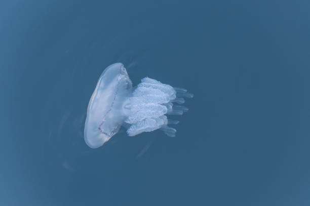 istock big jellyfish in blue sea going deep 1344113103