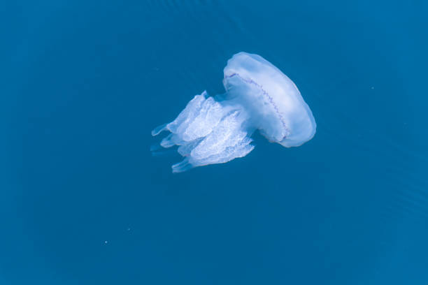 istock big jellyfish swimming underwater during sunny day 1344113927