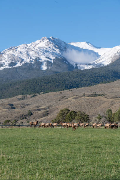 istock Elk bull begins mating with bugling and forever rounding up his cows 1344116377