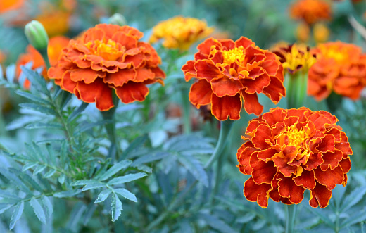 Orange yellow French marigold or Tagetes patula flower on a blurred garden background. Marigolds.Selective focus.