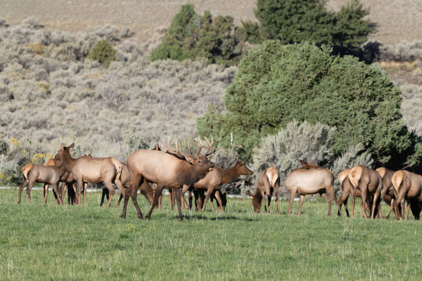 istock Elk bull begins mating with bugling and forever rounding up his cows 1344117235