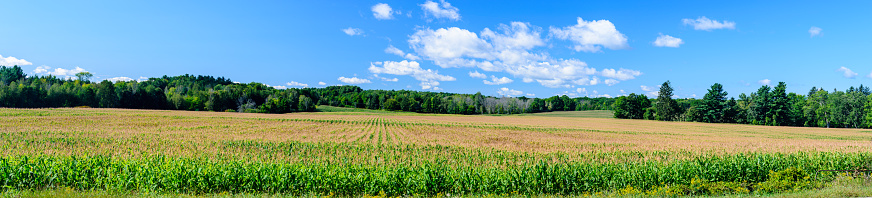 rural corn field, on a summer morning shown as a panorama with blue sky and white clouds