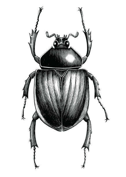 Scarab Beetle hand draw vintage engraving style black and white clipart isolated on white background Scarab Beetle hand draw vintage engraving style black and white clipart isolated on white background beetle stock illustrations