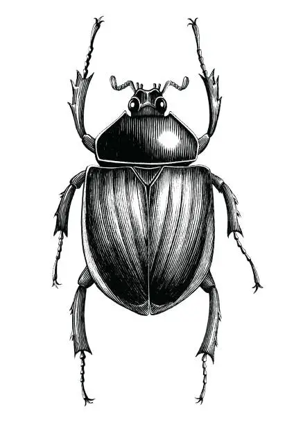 Vector illustration of Scarab Beetle hand draw vintage engraving style black and white clipart isolated on white background