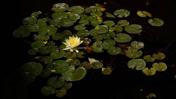 istock Yellow water lily in a pond 1344120982